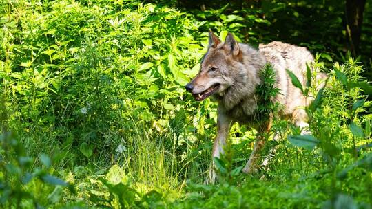 Wolf Wolf